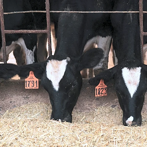 Missouri Farmers Gain Insights on Feed Label Basics for Livestock Nutrition