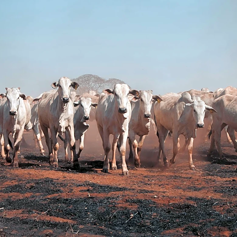 Drought Shrinks U.S. Cattle Herd to 75-Year Low, Driving Beef Prices Higher