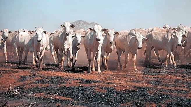 Drought Shrinks U.S. Cattle Herd to 75-Year Low, Driving Beef Prices Higher