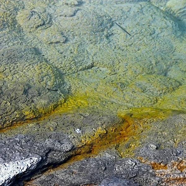 'Brain-Eating Amoeba' Found in Yellowstone and Grand Teton National Parks