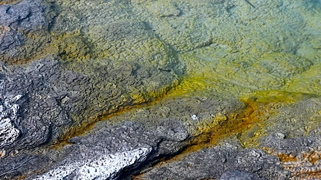'Brain-Eating Amoeba' Found in Yellowstone and Grand Teton National Parks