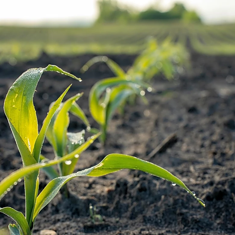 Minnesota Agronomists Report Mixed April Conditions for Corn Planting
