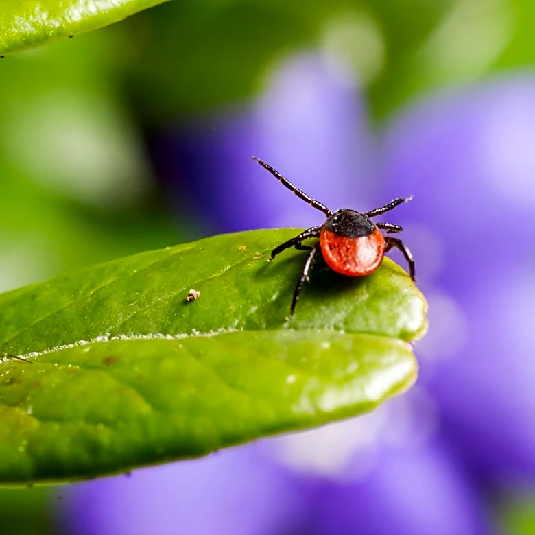 Consumer Reports Ranks Top Tick Repellents for 2026