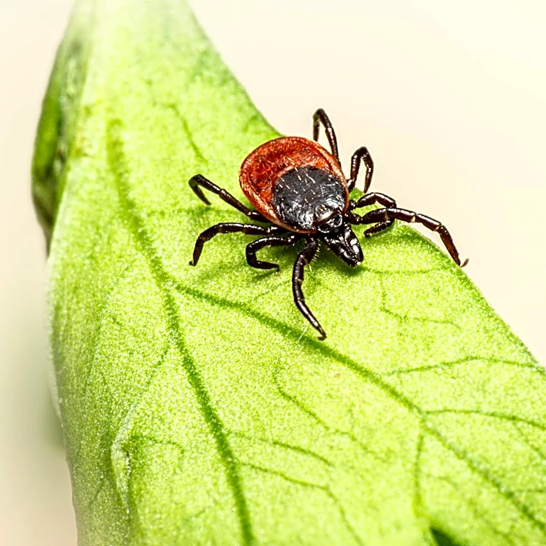 Tips to Keep Ticks Out of Your Yard Amid Rising ER Visits