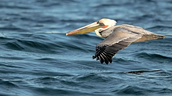 Marine Heat Wave Threatens Wildlife Along California Coast