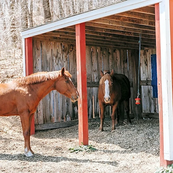 Spring Brings Essential Wellness Checks for Horses