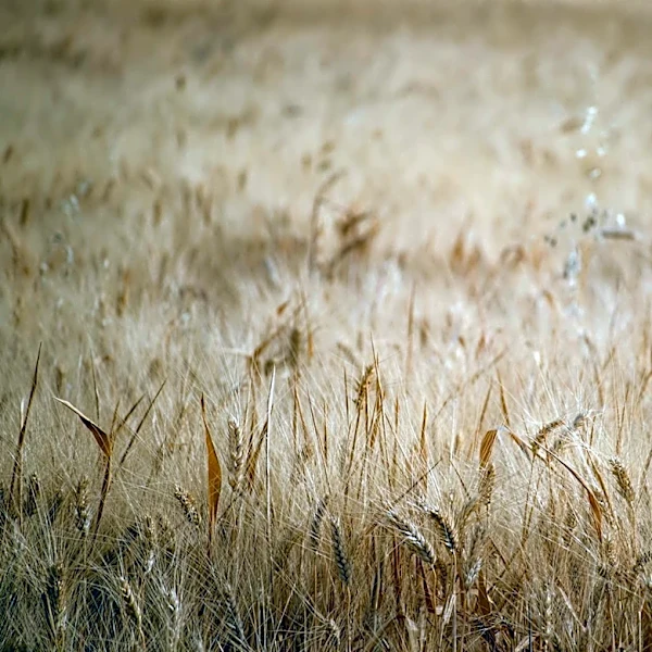 Severe Spring Drought Threatens U.S. Wheat Crops