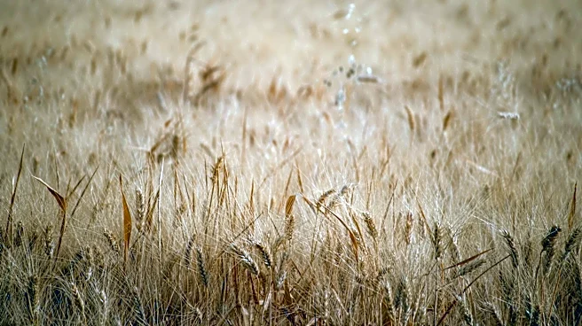 Severe Spring Drought Threatens U.S. Wheat Crops