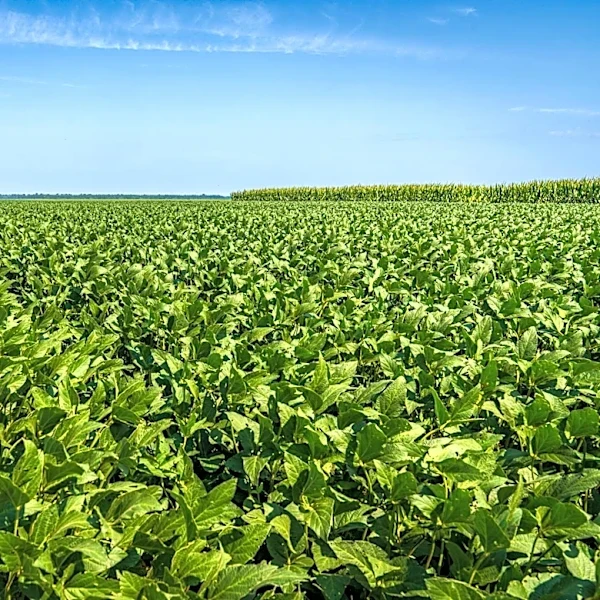 USDA Reports Mixed Crop Progress: Corn and Soybeans Surge, Wheat Conditions Decline