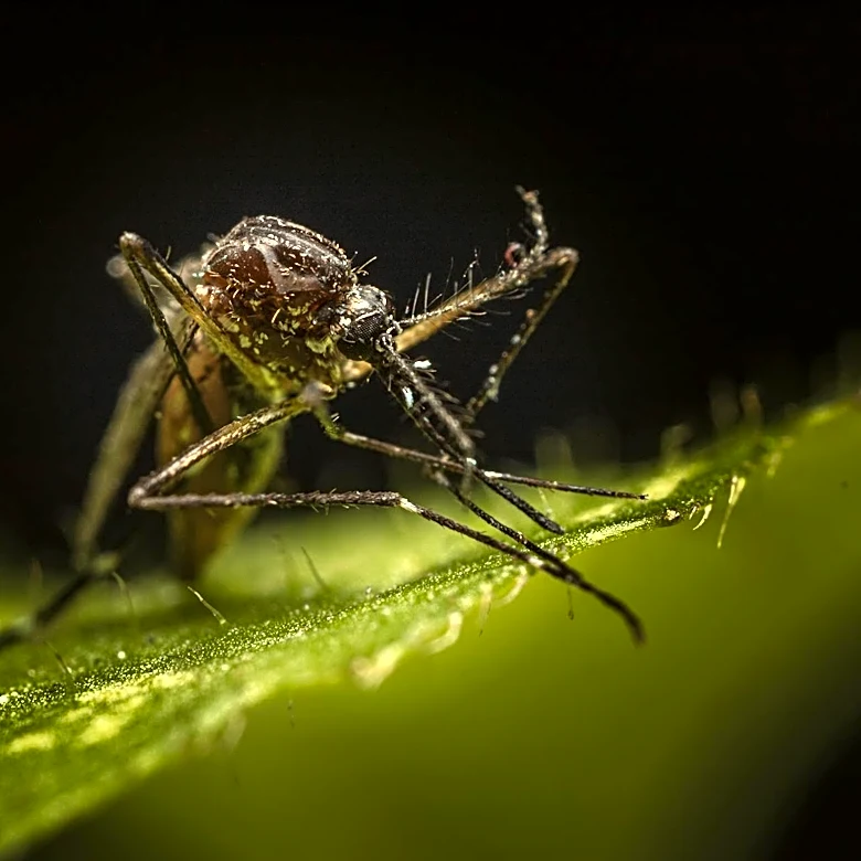 Global Impact of Vector-Borne Diseases: Key Facts and Prevention