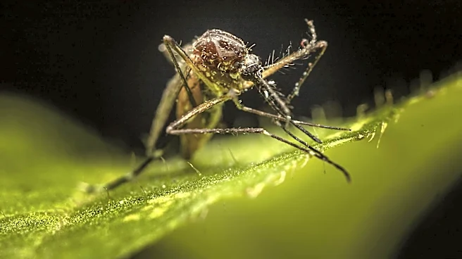Global Impact of Vector-Borne Diseases: Key Facts and Prevention