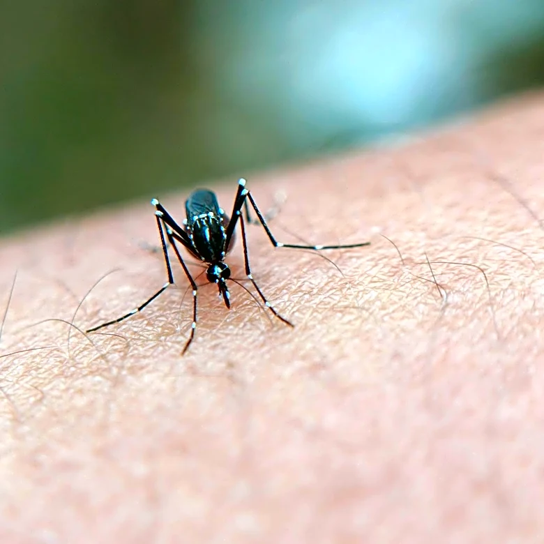 Dengue Cases Surge Globally: Prevention and Control Measures