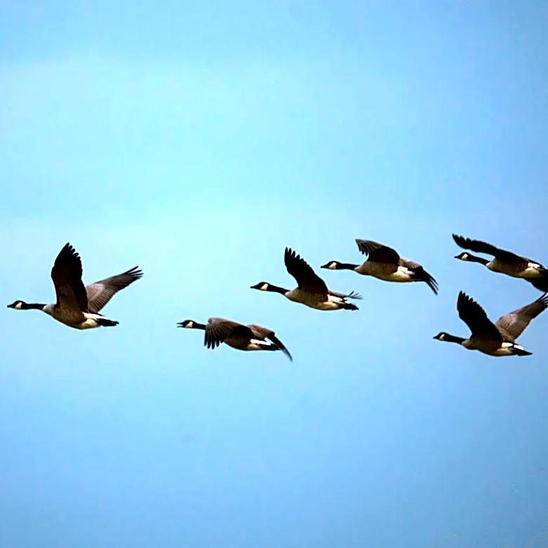 Minnesota Introduces Warning System to Protect Migrating Birds