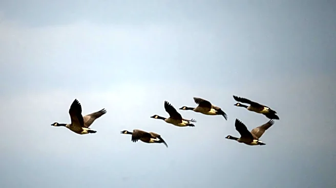Minnesota Introduces Warning System to Protect Migrating Birds