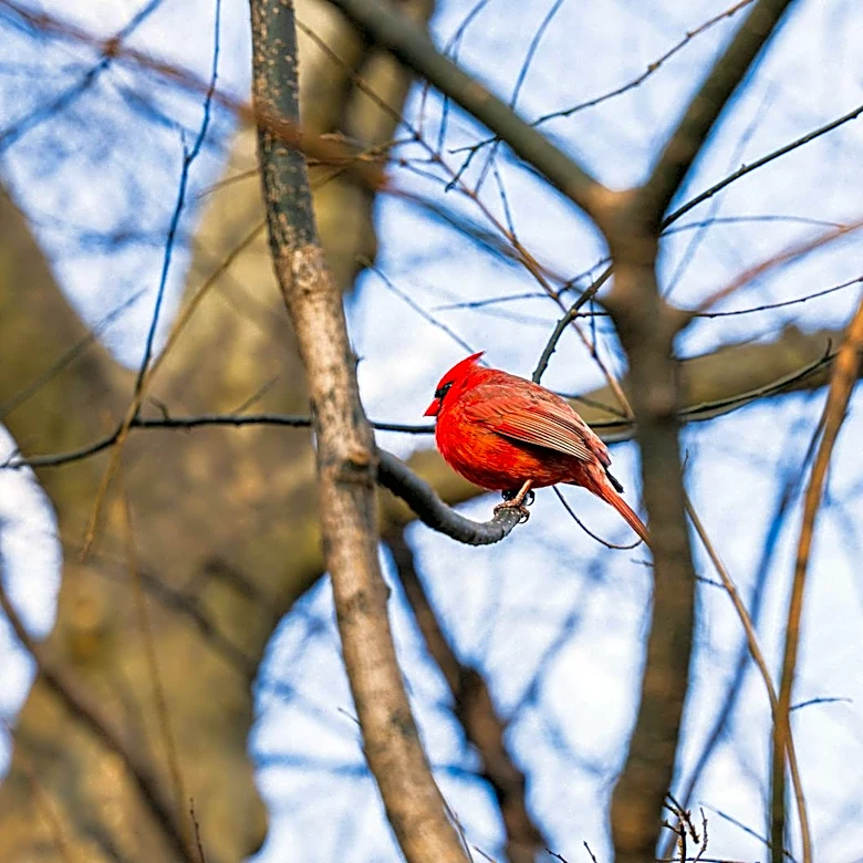 Spring Migration Brings Bird Enthusiasts to New York's Central Park