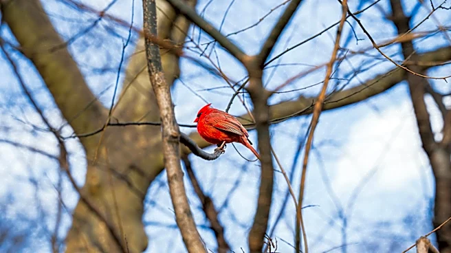 Spring Migration Brings Bird Enthusiasts to New York's Central Park
