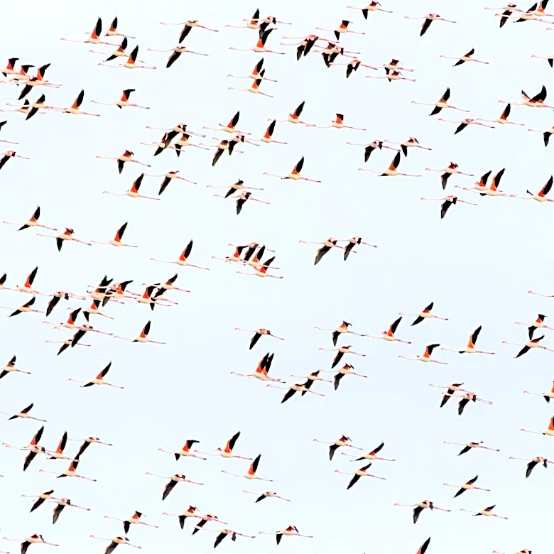Decline in Migratory Bird Populations Along African-Eurasian Flyway