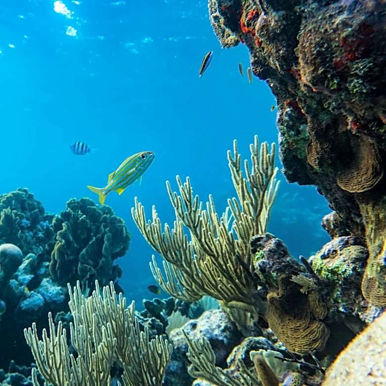 Caribbean Coral Reefs Face Growing Threats Amid Climate Change