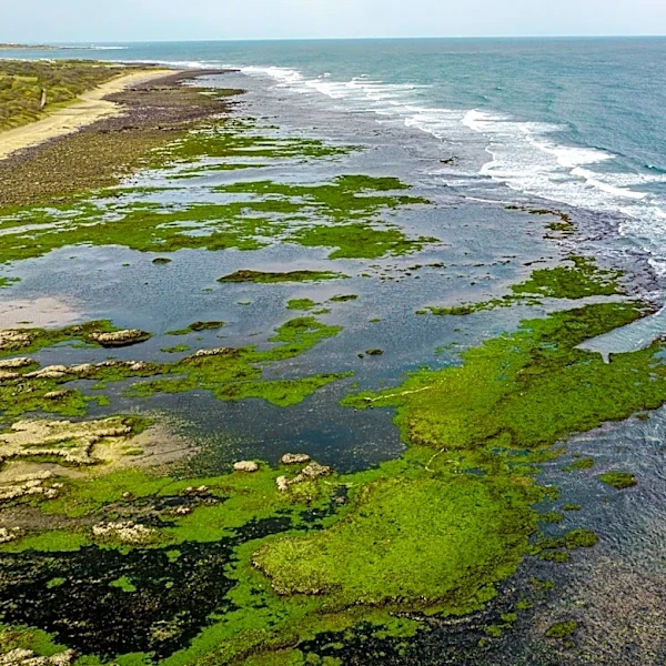 Future Changes in Seasonal Sea-Level Variability Could Reshape Coastal Ecosystems