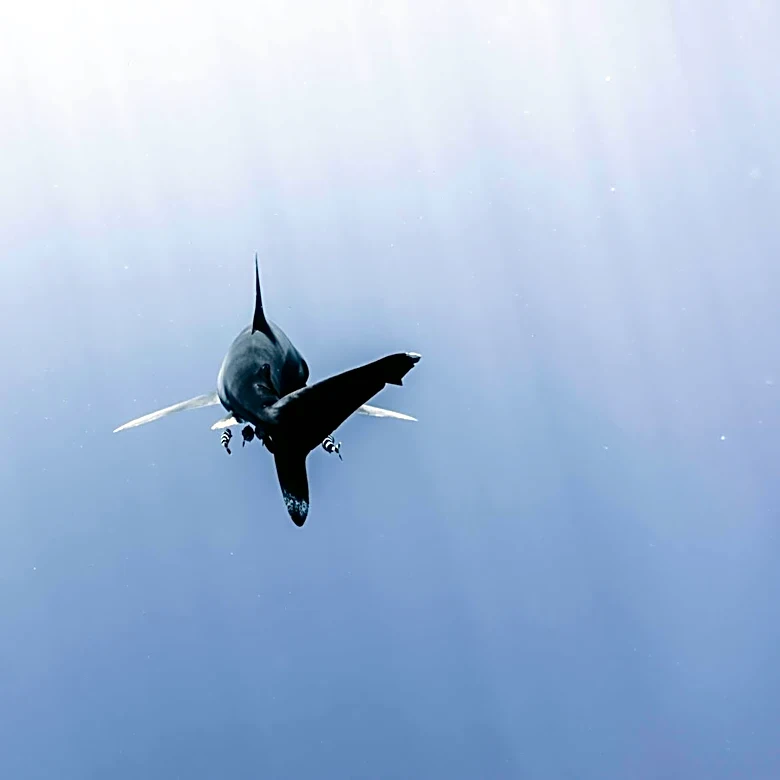 Great White Shark Surge in Southern California Linked to Warmer Waters