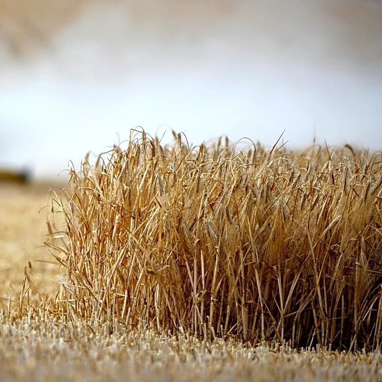 Northern Kansas Wheat Yield Projected Below Average Amid Drought Stress