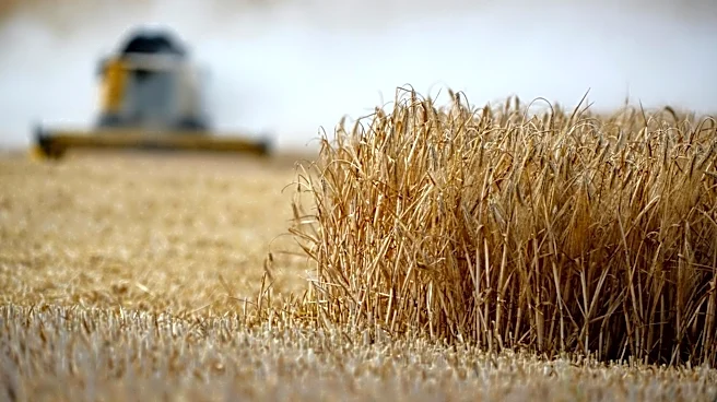 Northern Kansas Wheat Yield Projected Below Average Amid Drought Stress