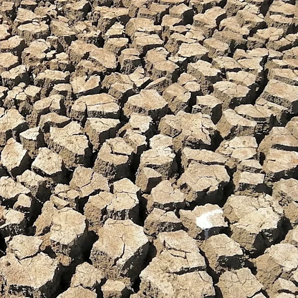 Water Scarcity Threatens Cotton Farming Amid Global Supply Chain Disruptions