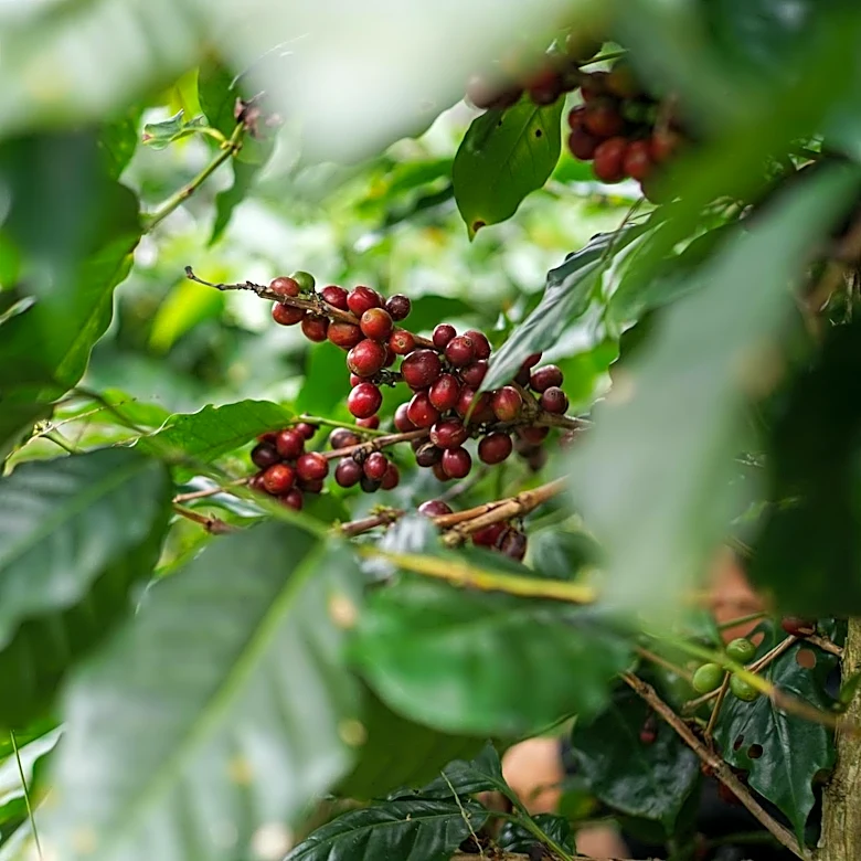Erratic Weather Threatens Global Coffee Production