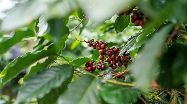 Erratic Weather Threatens Global Coffee Production