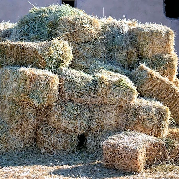 Advanced Hay Baling Technology Enhances Forage Quality Amid Tight Weather Windows