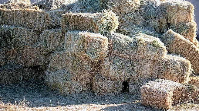 Advanced Hay Baling Technology Enhances Forage Quality Amid Tight Weather Windows