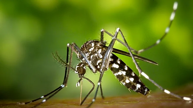 Global Dengue Risk Persists with Increased Cases in Some Regions