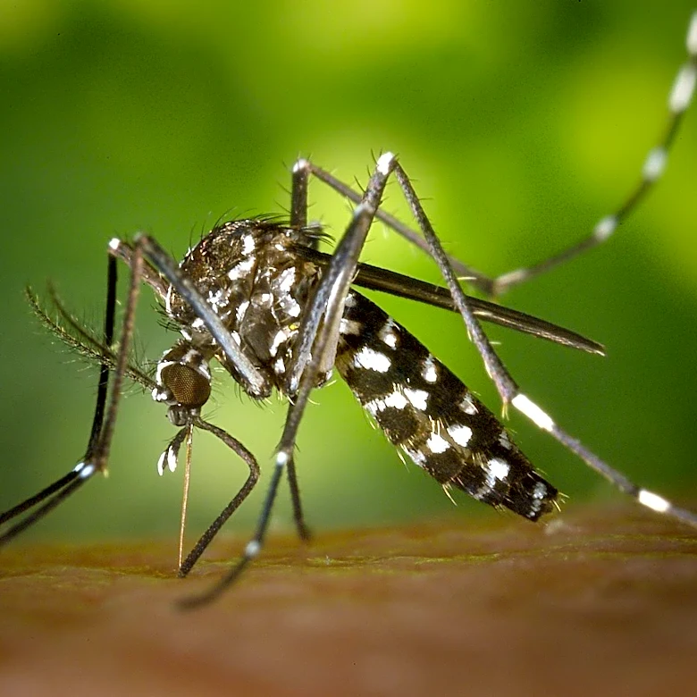 Global Dengue Cases Reach Record High in 2024 Amid Rising Risks