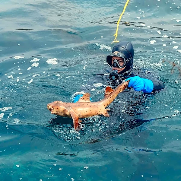 Southern California: Shark Sightings Surge Amid Warm Spring