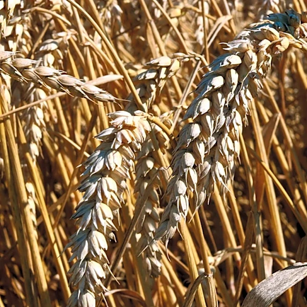 U.S. Winter Wheat Faces Historic Lows Amid Severe Drought Conditions