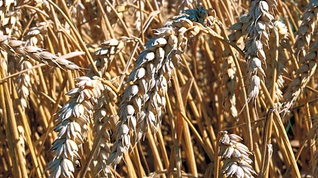 U.S. Winter Wheat Faces Historic Lows Amid Severe Drought Conditions