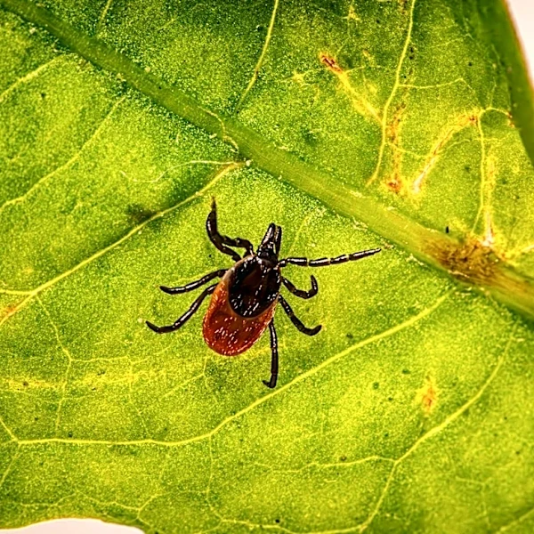 Tick Prevention Tips for Homeowners in Manchester, NH