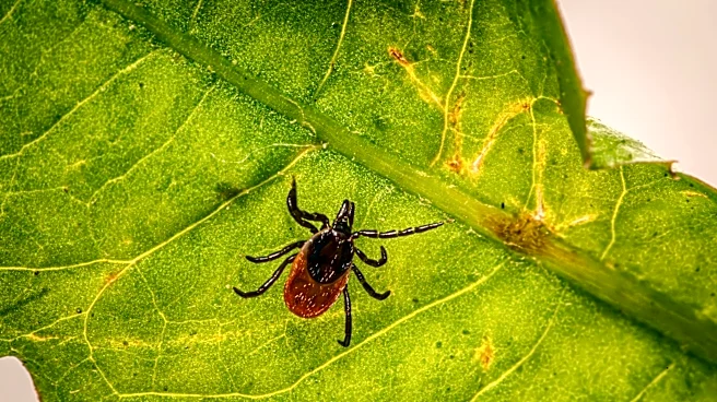 Tick Prevention Tips for Homeowners in Manchester, NH