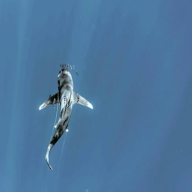 Great White Shark Surge in Southern California Linked to Warm Waters