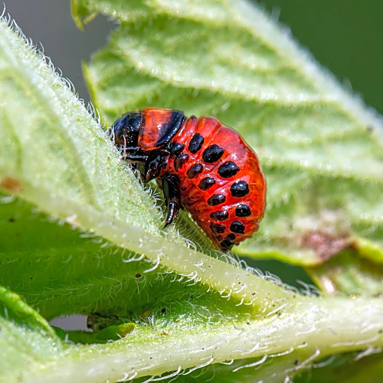 Cool, Wet Spring Raises Pest Risks for Wisconsin Crops in 2026