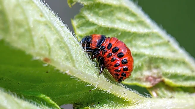 Cool, Wet Spring Raises Pest Risks for Wisconsin Crops in 2026