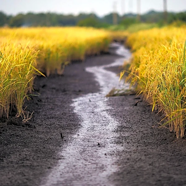 Groundwater Pumping Costs Vary Significantly Across Eastern Arkansas