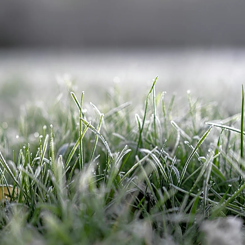 Spring Freeze Devastates Fruit Crops in Harrisonburg, VA Region