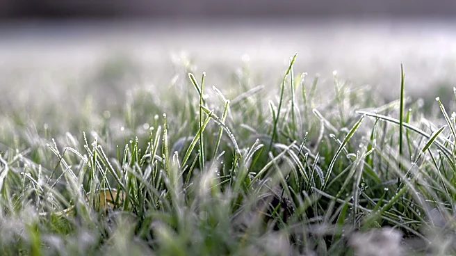 Spring Freeze Devastates Fruit Crops in Harrisonburg, VA Region
