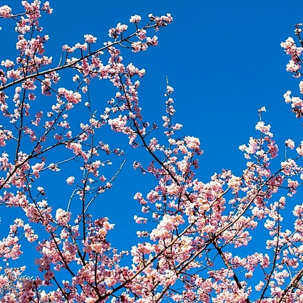 Orleans Hosts Cherry Blossom Festival Amid Spring Weather