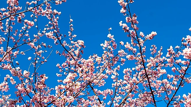 Orleans Hosts Cherry Blossom Festival Amid Spring Weather