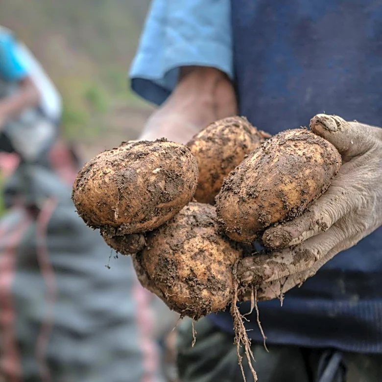 El Niño 2026: Global Potato Supply at Risk Due to Climate Variability