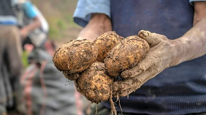 El Niño 2026: Global Potato Supply at Risk Due to Climate Variability