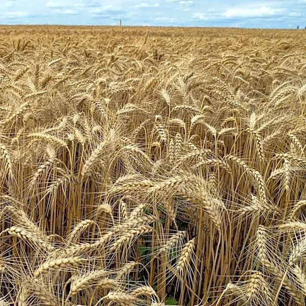 USDA Projects Sharp Decline in U.S. Wheat Production for 2026–27 Crop Year