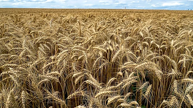 USDA Projects Sharp Decline in U.S. Wheat Production for 2026–27 Crop Year